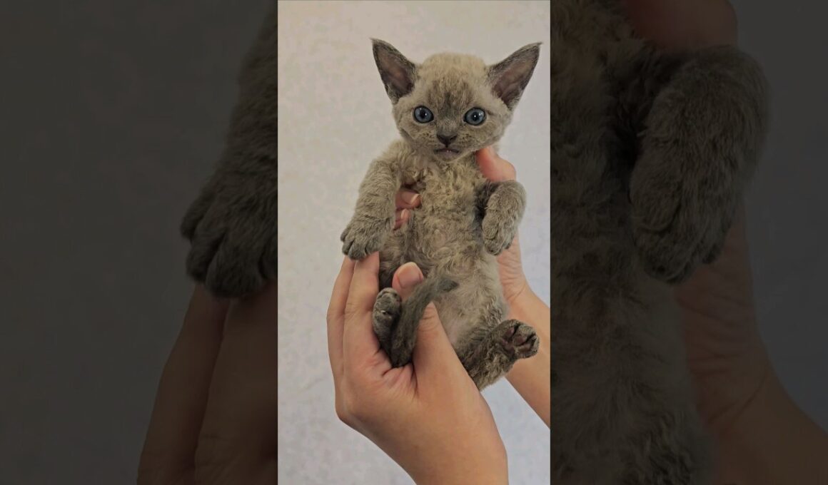 Rare Devon Rex Kitten Meows