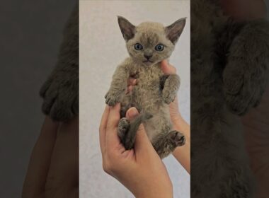 Rare Devon Rex Kitten Meows