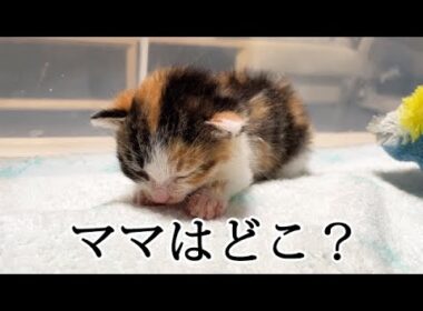 フミフミしてお母さんのことを思い出してる赤ちゃん猫