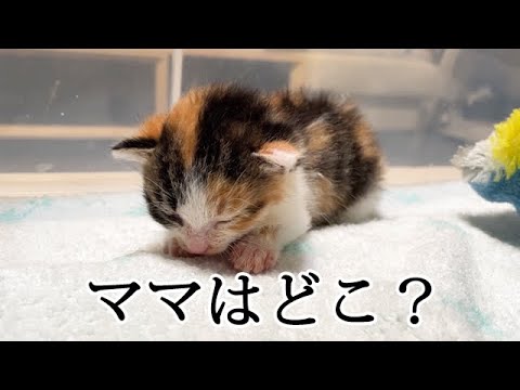 フミフミしてお母さんのことを思い出してる赤ちゃん猫