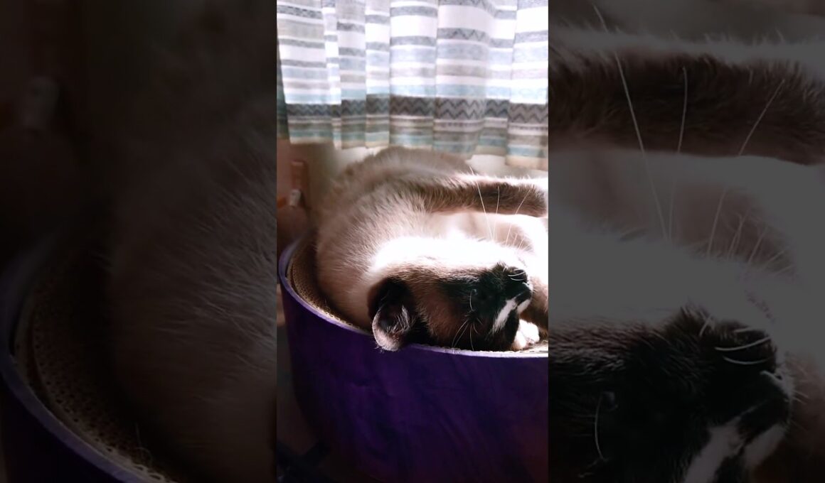 シャム猫さんと遊びました😄