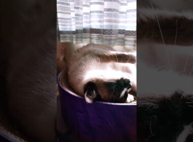 シャム猫さんと遊びました😄