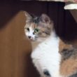 三毛猫ミックス「シャムの子ねこパンダ。新入りなんだから、私より高い場所にいるニャ」