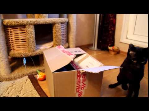 Havana Brown Cats Gauderic and  Tikhon