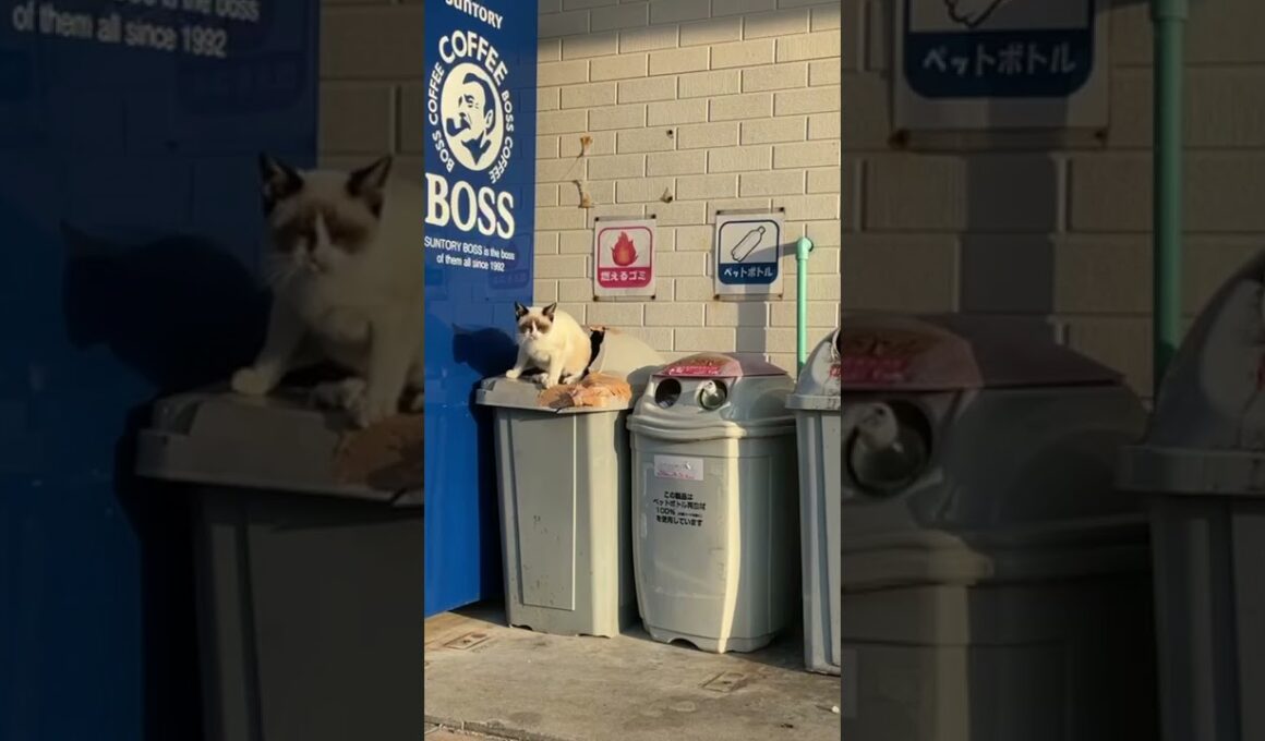 箱の中から飛び出すシャムミックスの猫さん　#シャムミックス　#猫島　#猫動画　#猫  #cat #雑種猫  #catvideos  #離島