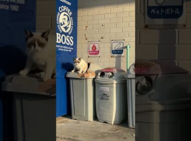 箱の中から飛び出すシャムミックスの猫さん　#シャムミックス　#猫島　#猫動画　#猫  #cat #雑種猫  #catvideos  #離島