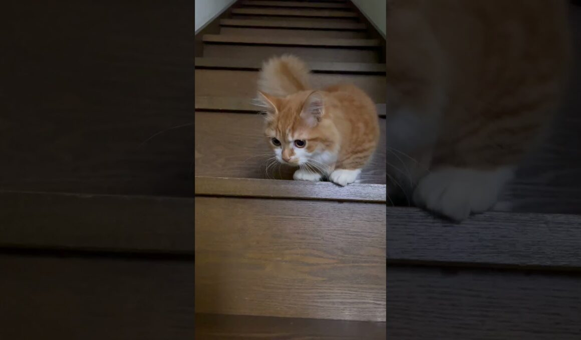階段を爆速で走る猫 #shorts#猫#子猫#cat#マンチカン#短足マンチカン#短足