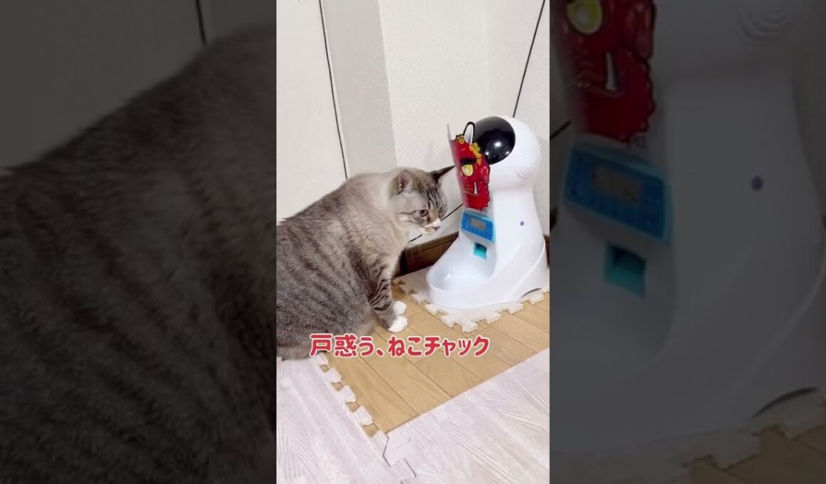 鬼の仮面を付けたら猫もイタズラやめる説