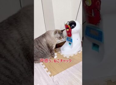 鬼の仮面を付けたら猫もイタズラやめる説