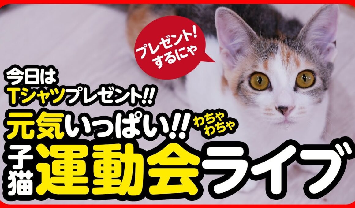 🔴元気いっぱい！子猫運動会ライブ
