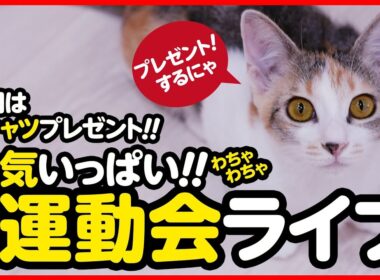 🔴元気いっぱい！子猫運動会ライブ