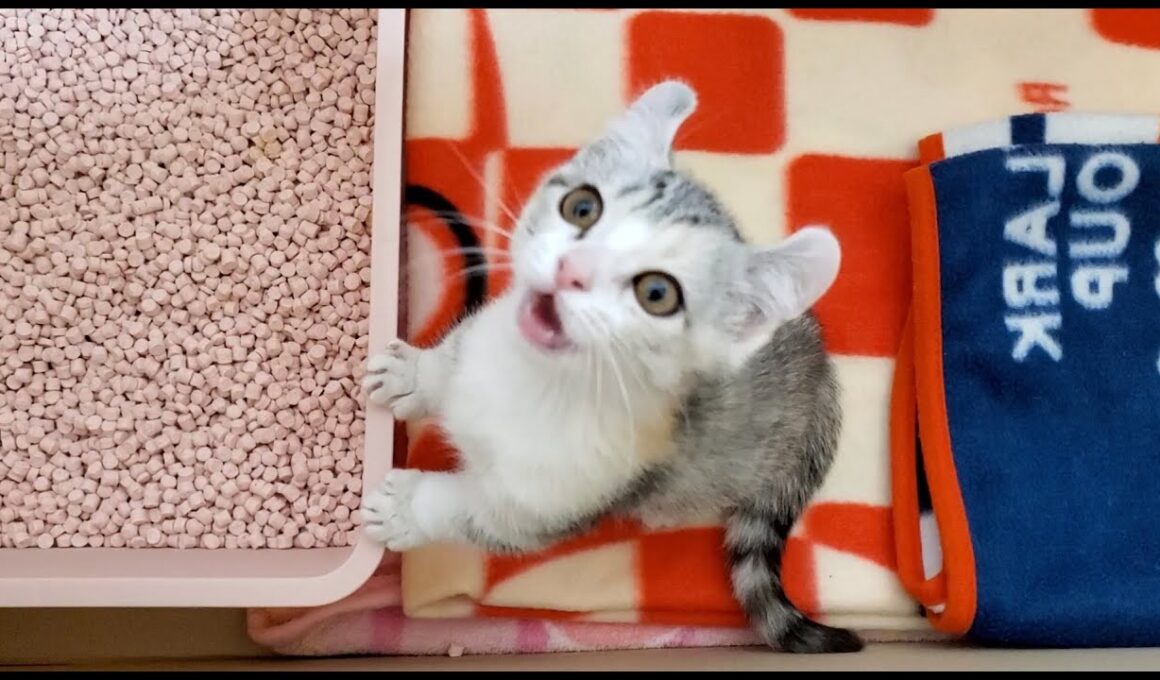 [子猫] ニャーニャー ! 鳴き声が止まらない子猫はこちらです  #10