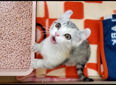 [子猫] ニャーニャー ! 鳴き声が止まらない子猫はこちらです  #10