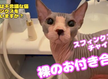 スフィンクス猫チャイに秋がやってきた！　#cat #lifewithcats #sphynx #猫 #猫のいる暮らし