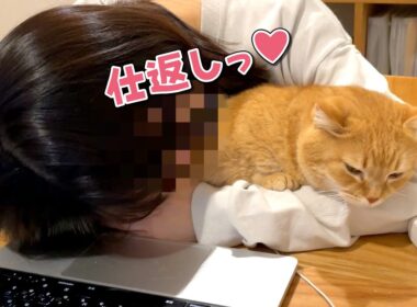いつもママを枕にしてくる愛猫を逆に枕にしてやりました…！