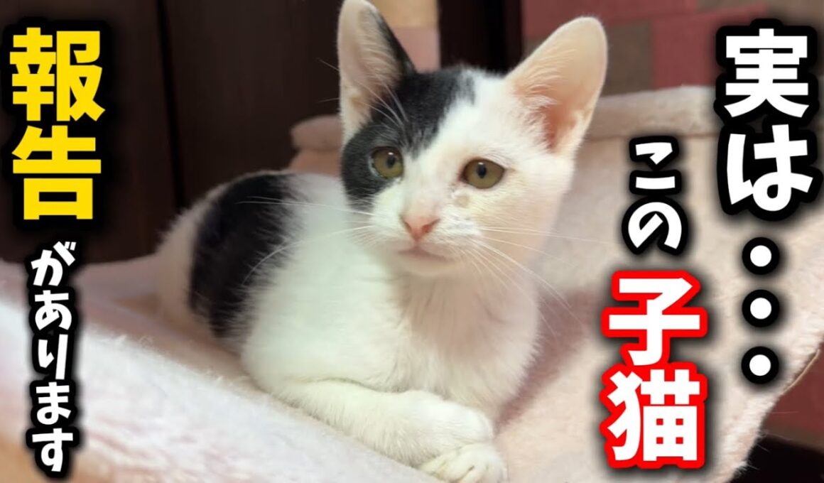 子猫について大切なお知らせがあります