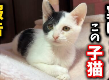 子猫について大切なお知らせがあります