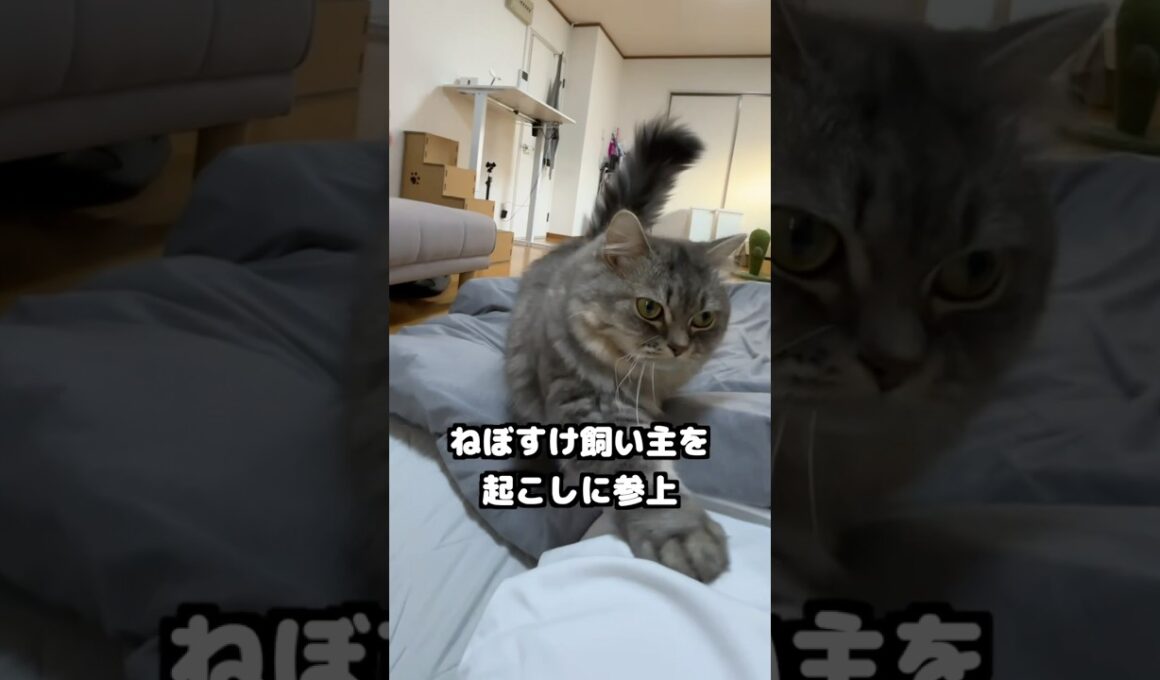 甘えん坊VS食欲の結末がこちらです💁　　#マンチカン