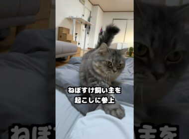 甘えん坊VS食欲の結末がこちらです💁　　#マンチカン