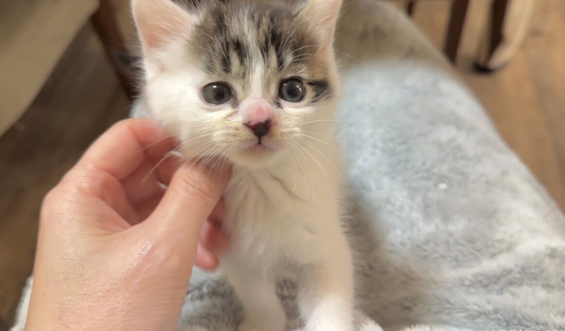 遊び疲れてお膝で甘えん坊する子猫【坊ちゃん日記#13】The kitten being stroked on my lap before bedtime