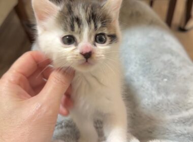 遊び疲れてお膝で甘えん坊する子猫【坊ちゃん日記#13】The kitten being stroked on my lap before bedtime