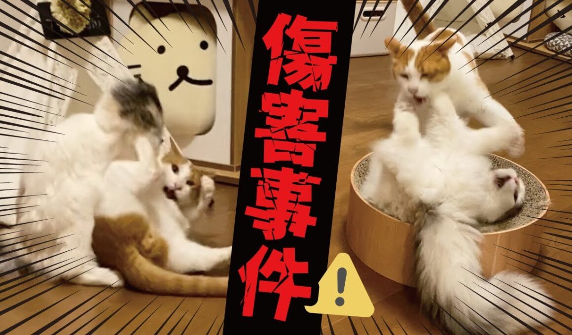 先輩猫と子猫のケンカが激しすぎてえらいことになってました