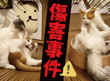先輩猫と子猫のケンカが激しすぎてえらいことになってました