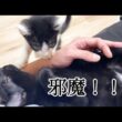 膝上から降りないので、怒って飛びかかる子猫