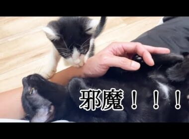 膝上から降りないので、怒って飛びかかる子猫