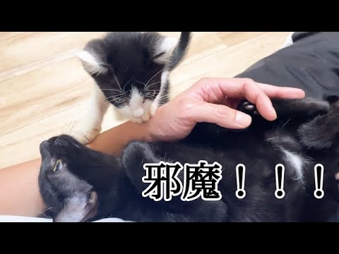 膝上から降りないので、怒って飛びかかる子猫