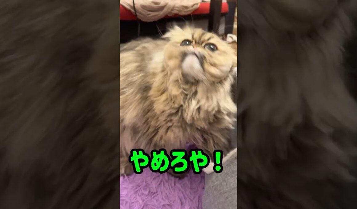 【ペルシャ猫】入ろうかやめようか考えるめんちゃん #shorts #cat #ペルシャ
