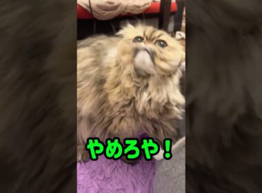 【ペルシャ猫】入ろうかやめようか考えるめんちゃん #shorts #cat #ペルシャ