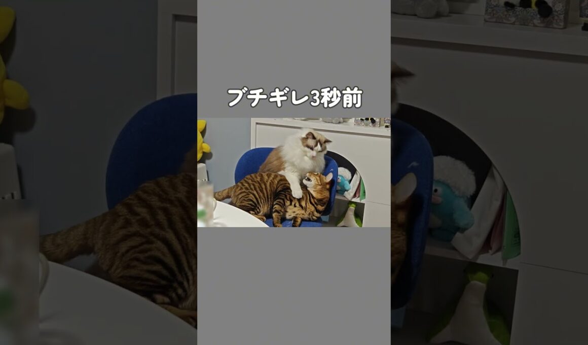 顔に出すぎる猫たち｜トイガー&ラグドール　#トイガー #ラグドール #catshorts　#猫のいる暮らし