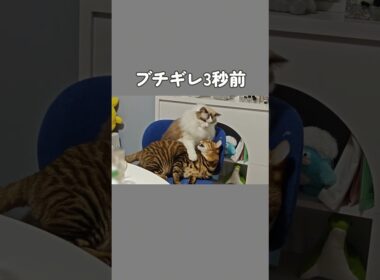 顔に出すぎる猫たち｜トイガー&ラグドール　#トイガー #ラグドール #catshorts　#猫のいる暮らし
