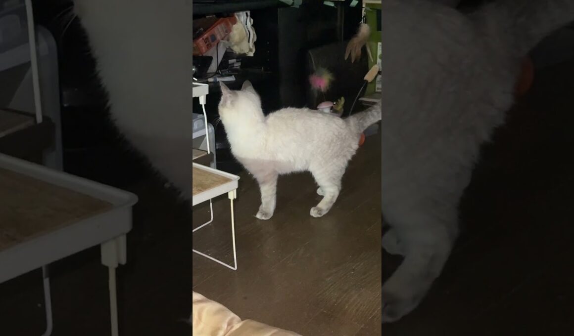 夜、怪獣になり始めたシャムの子ネコ雫ちゃん。静かにしてね