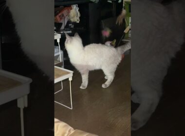 夜、怪獣になり始めたシャムの子ネコ雫ちゃん。静かにしてね