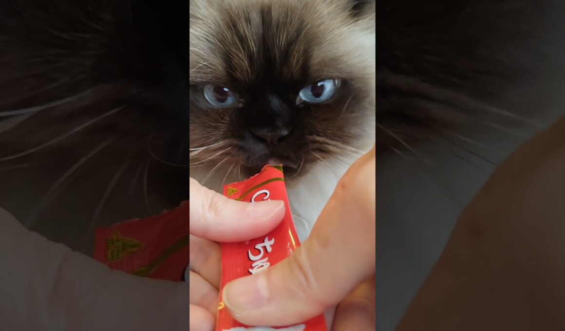 チュールあげる　#ヒマラヤン #ねこ　#猫　#チュール　#おやつ