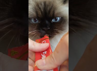 チュールあげる　#ヒマラヤン #ねこ　#猫　#チュール　#おやつ