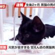 【にこねこ速報】元気な子猫ちゃんがご入園しました