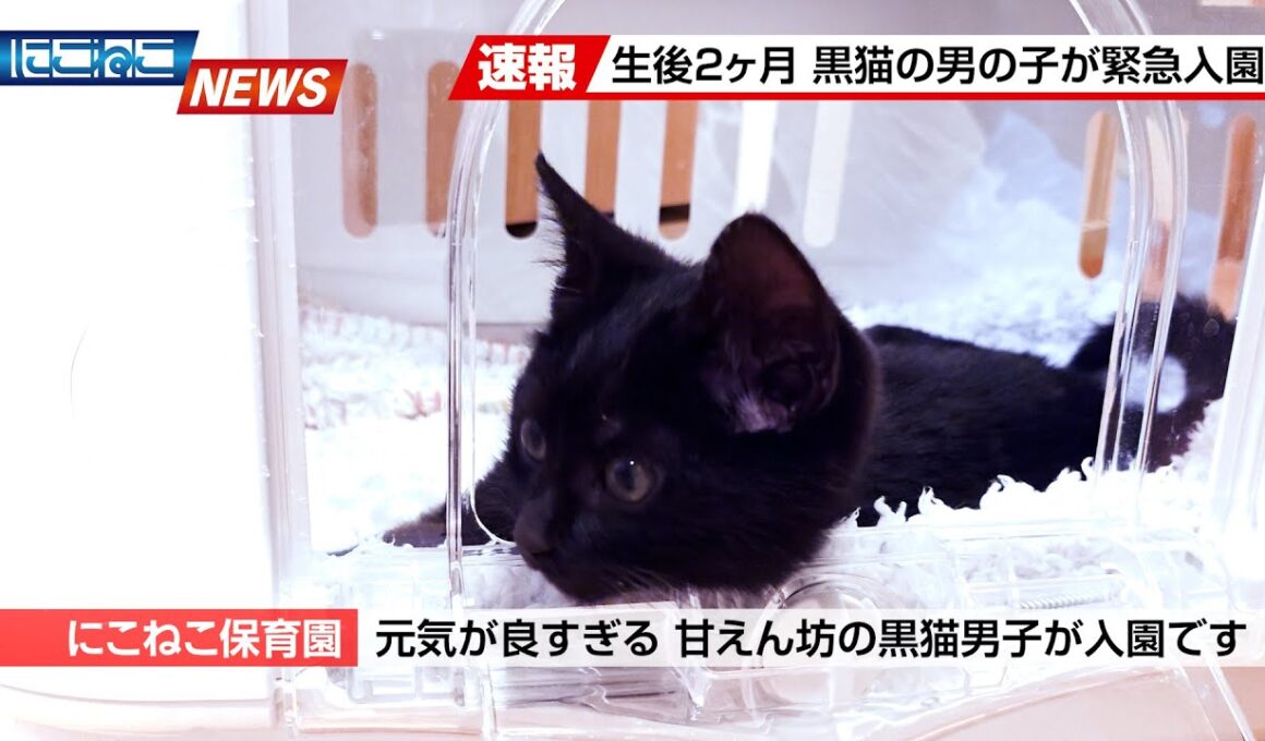 【にこねこ速報】元気な子猫ちゃんがご入園しました