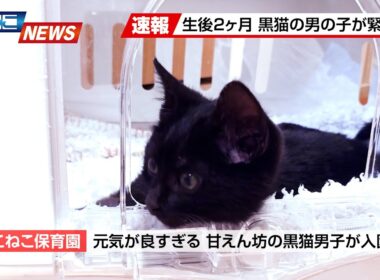 【にこねこ速報】元気な子猫ちゃんがご入園しました