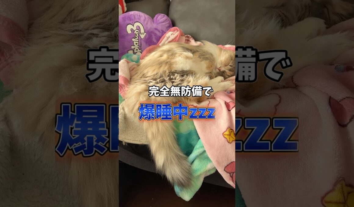寝ぼけてソファから落ちる猫、ノルウェージャンフォレストキャット　#猫のきなこもち