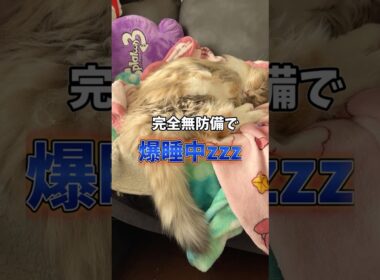 寝ぼけてソファから落ちる猫、ノルウェージャンフォレストキャット　#猫のきなこもち