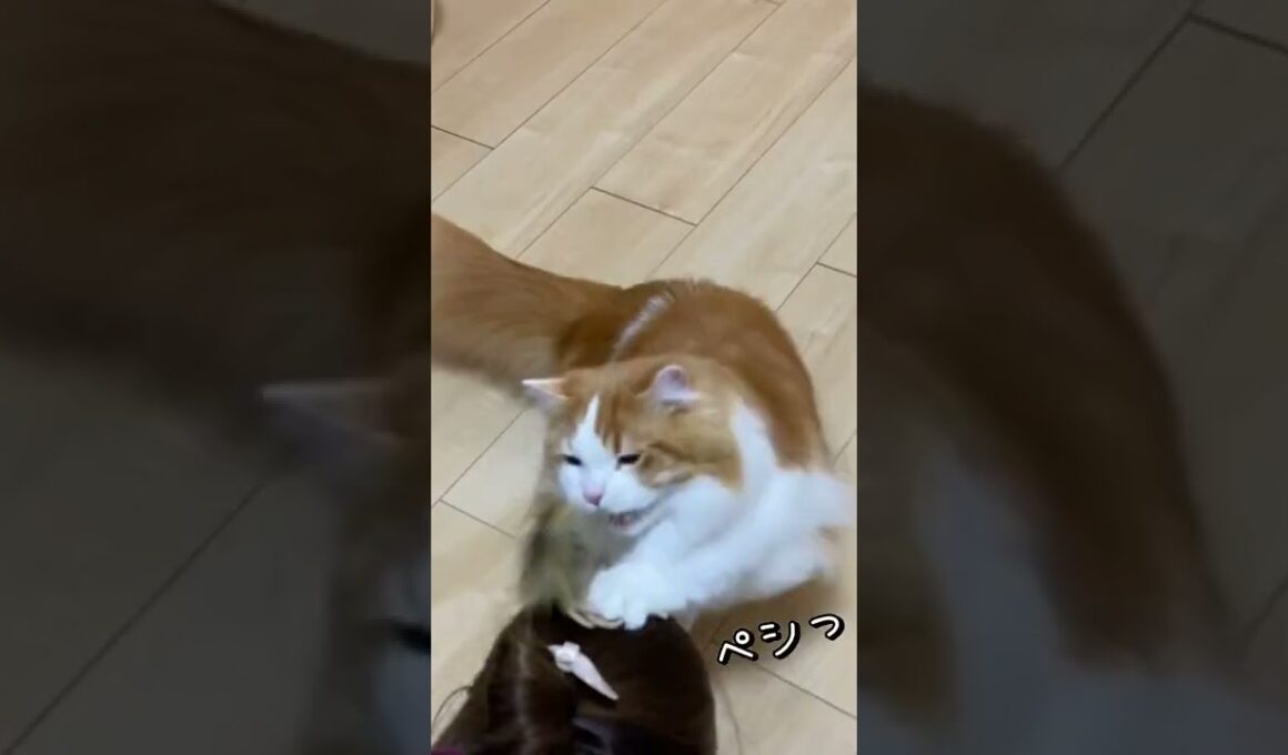 ご褒美に頭をペシっとして頂きました！【マンチカン】