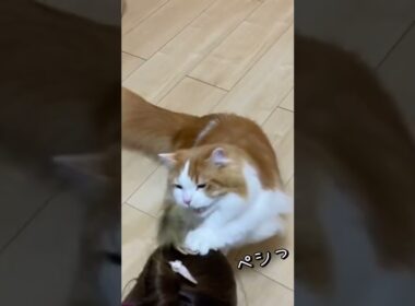 ご褒美に頭をペシっとして頂きました！【マンチカン】