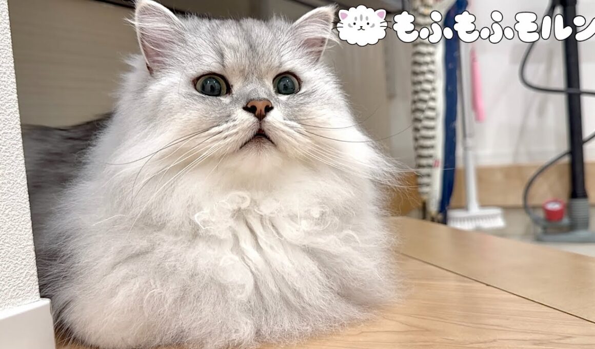 猫の立てこもりが発生するこの場所は…？ 【サイベリアン】