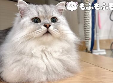 猫の立てこもりが発生するこの場所は…？ 【サイベリアン】