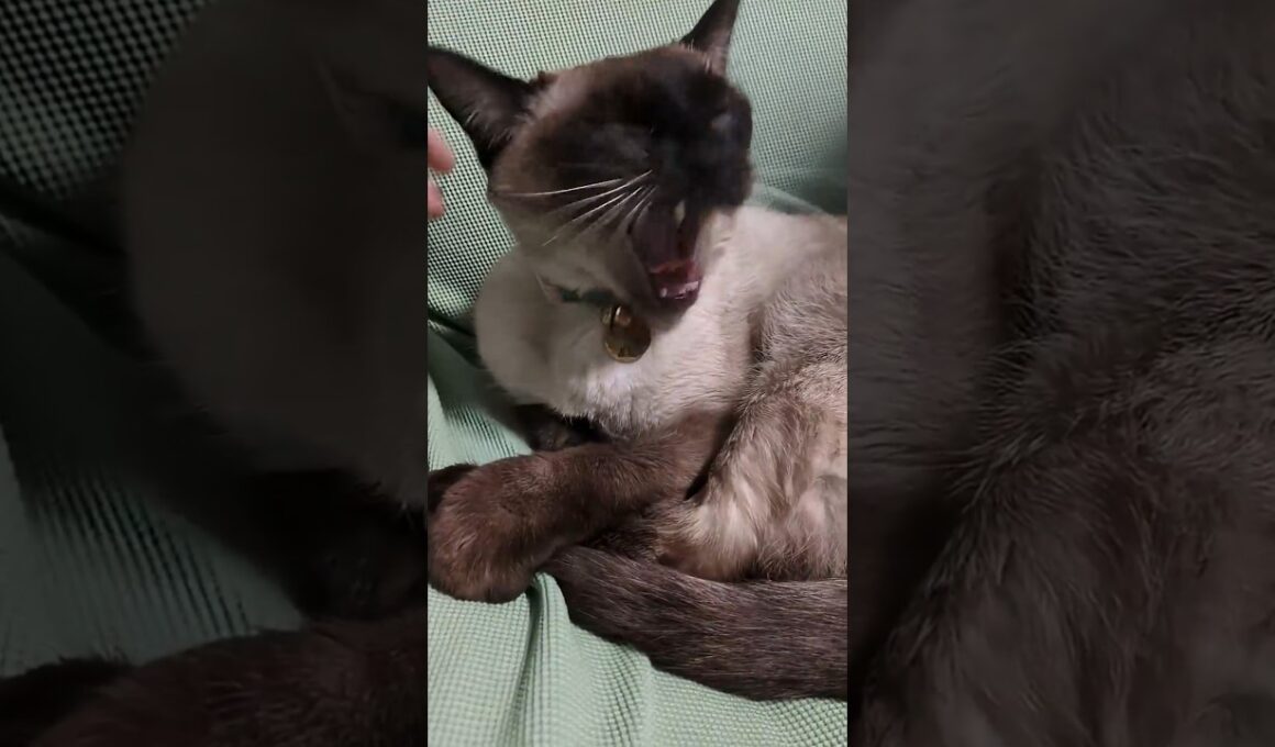 今日も忙しいシャム猫☆マロンちゃんの日曜日 #cat #catshorts #しゃむねこ #シャム猫 #ねこのいる生活 #ねこのいる暮らし