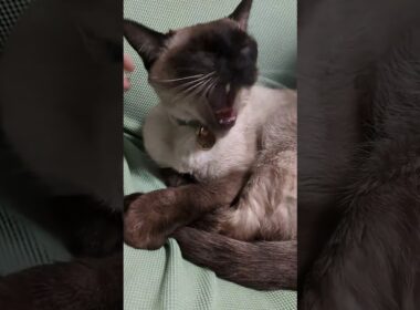今日も忙しいシャム猫☆マロンちゃんの日曜日 #cat #catshorts #しゃむねこ #シャム猫 #ねこのいる生活 #ねこのいる暮らし