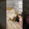 横取りマッサージ　#猫 #猫のいる暮らし #アメリカンカール #cat